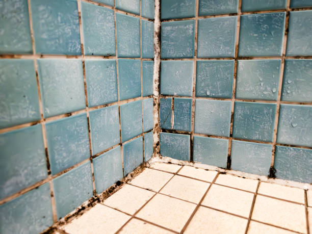 Best Comprehensive Air Testing for Mold Contaminants  in Buffalo, OK