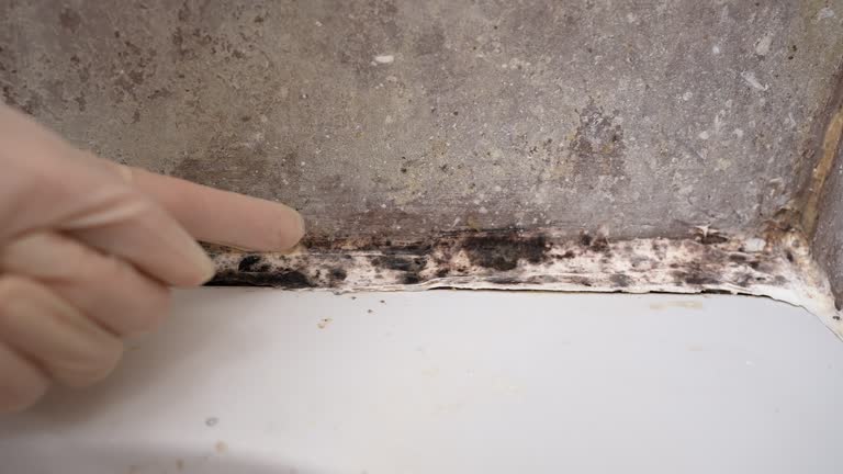 Best Comprehensive Air Testing for Mold Contaminants  in Buffalo, OK